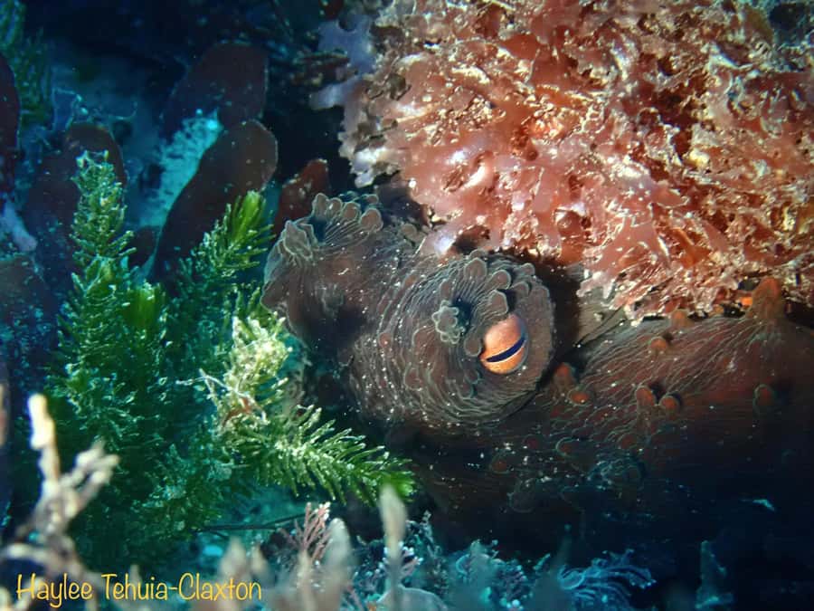 Double Boat Dive with Equipment - Why Kaikoura works so well for scuba