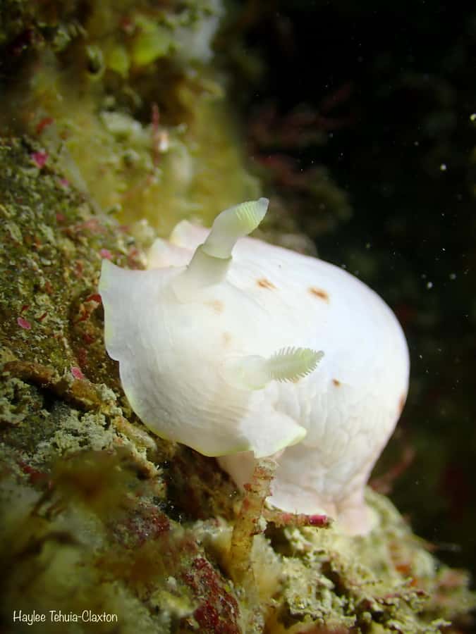Double Boat Dive with Equipment - Returning through Kaikoura’s coastal setting