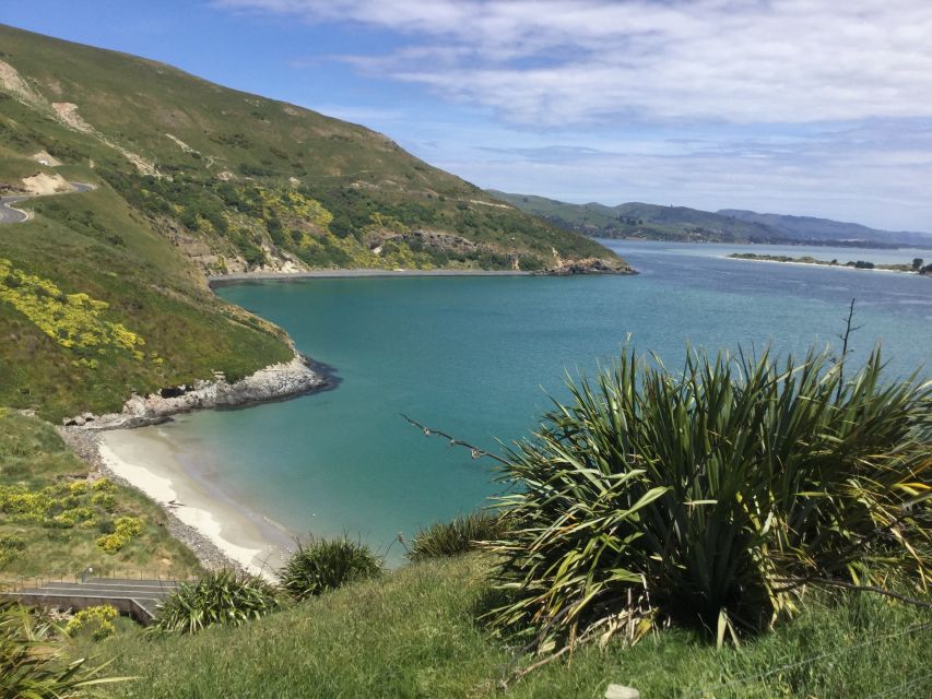 Dunedin: City Highlights and Otago Peninsula Scenery - From Port Chalmers to Dunedin’s steepest street