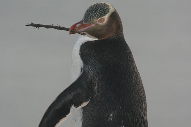 Dunedin City Highlights, Otago Peninsula Scenery & a Guided Penguin Reserve Tour - A useful first day in Dunedin