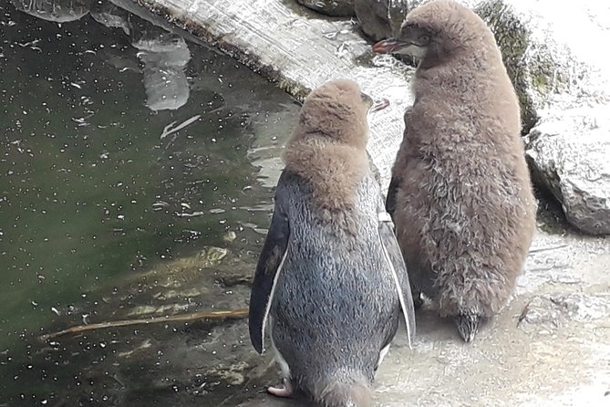 Dunedin City Highlights, Otago Peninsula Scenery & a Guided Penguin Reserve Tour - Dunedin Railway Station and the city’s Gothic face