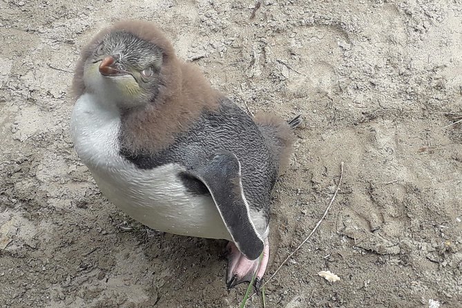 Dunedin City Highlights, Otago Peninsula Scenery & a Guided Penguin Reserve Tour - What happens at the penguin reserve