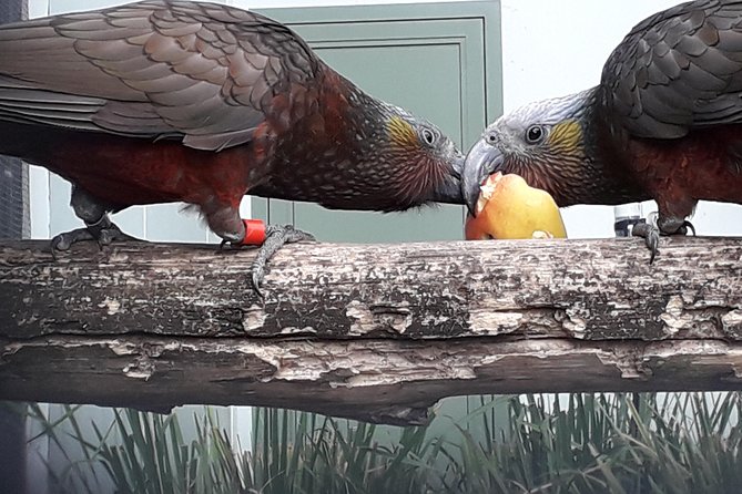 Dunedin City Highlights, Otago Peninsula Scenery & a Guided Penguin Reserve Tour - Baldwin Street: a quick look at Dunedin’s famous hill