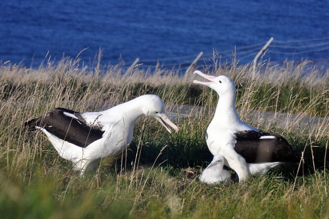 Dunedin City Highlights, Otago Peninsula Scenery & Albatross Guided Tour - Key points to know before booking