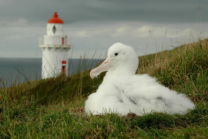 Dunedin City Highlights, Otago Peninsula Scenery & Albatross Guided Tour - The Otago Peninsula drive is part of the main event