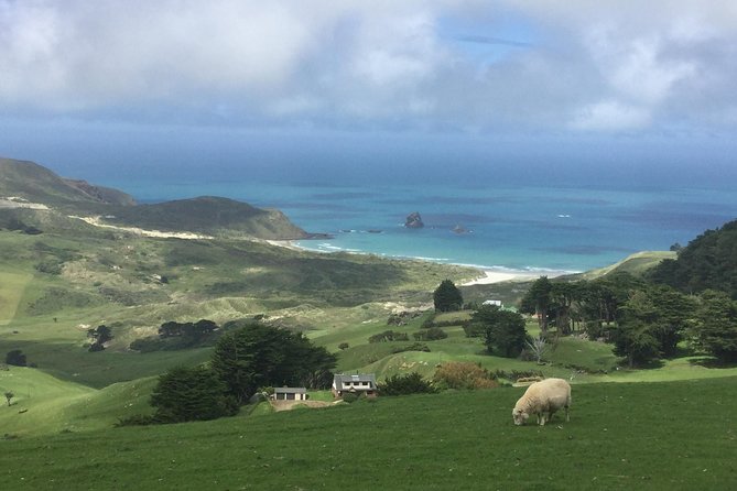 Dunedin City Highlights, Otago Peninsula Scenery & Albatross Guided Tour - The Royal Albatross Centre is more than a photo stop
