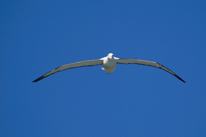 Dunedin City Highlights, Otago Peninsula Scenery & Albatross Guided Tour - What $198.58 buys you