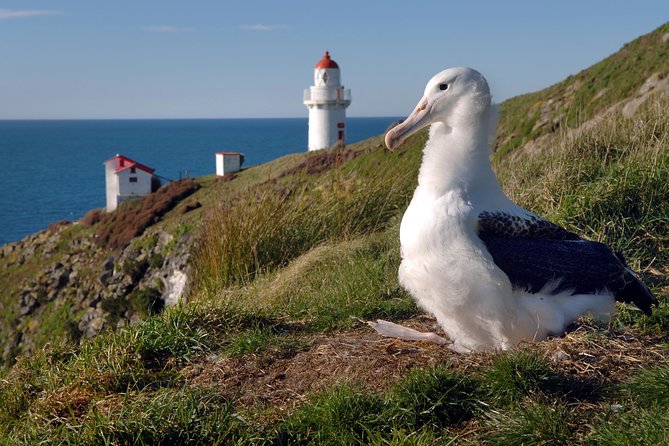 Dunedin City Highlights, Otago Peninsula Scenery & Albatross Guided Tour - Baldwin Street gives the morning a quick jolt