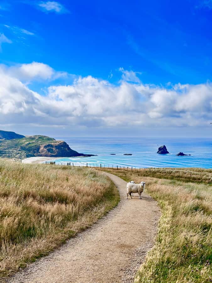Dunedin City & Otago Peninsula Scenery Day Tour - A fast start at Signal Hill and Baldwin Street