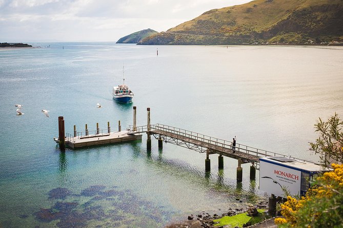 Dunedin City to Sea Wildlife Cruise + Peninsula Bus Tour - Guides, commentary, and the human side of the trip