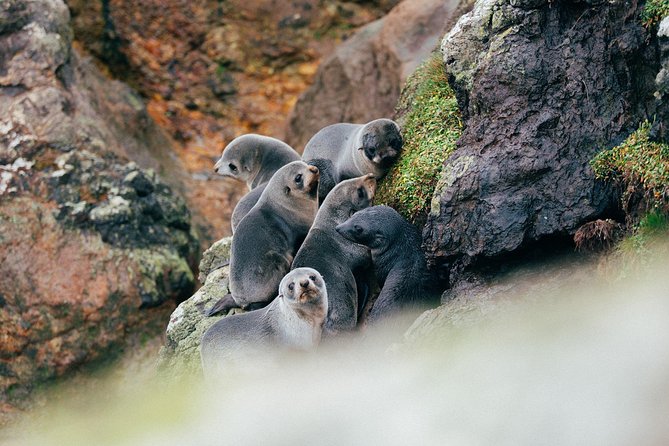 Dunedin City to Sea Wildlife Cruise + Peninsula Bus Tour - Is the $74.47 price good value?