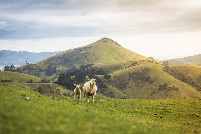 Dunedin City to Sea Wildlife Cruise + Peninsula Bus Tour - Who should book this Dunedin tour?