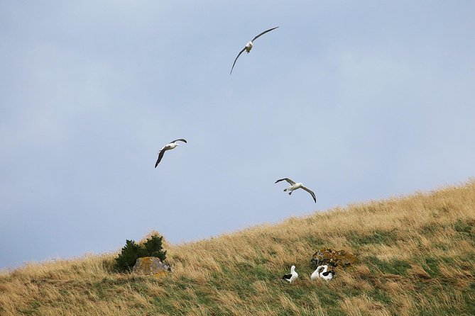Dunedin City to Sea Wildlife Cruise + Peninsula Bus Tour - What to bring and how to prepare