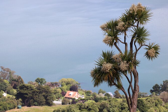 Dunedin City, Wildlife and Larnach Castle - Who should book this Dunedin day tour?