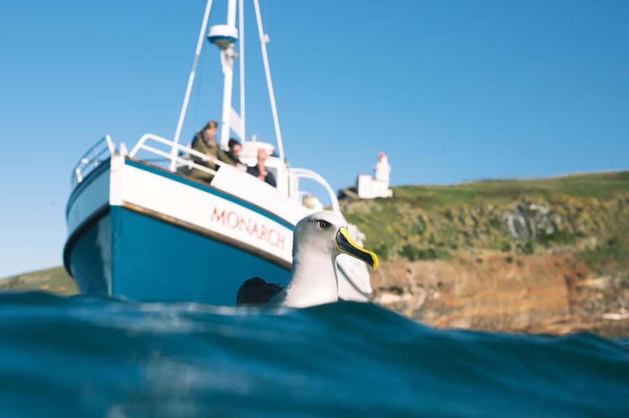 Dunedin: Monarch - One Hour Wildlife Cruise - Why the royal albatross makes this cruise special