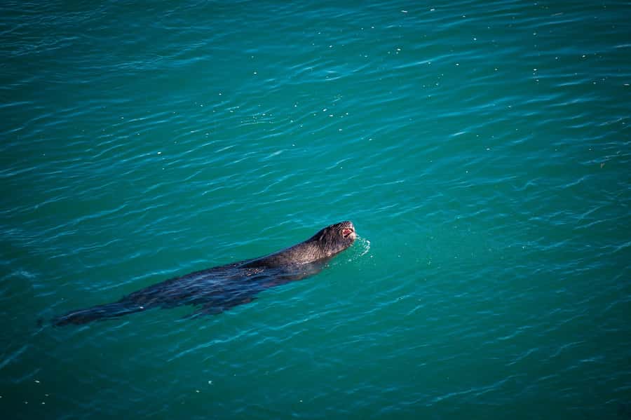 Dunedin: Monarch - One Hour Wildlife Cruise - Taiaroa Head, the lighthouse, and the albatross colony