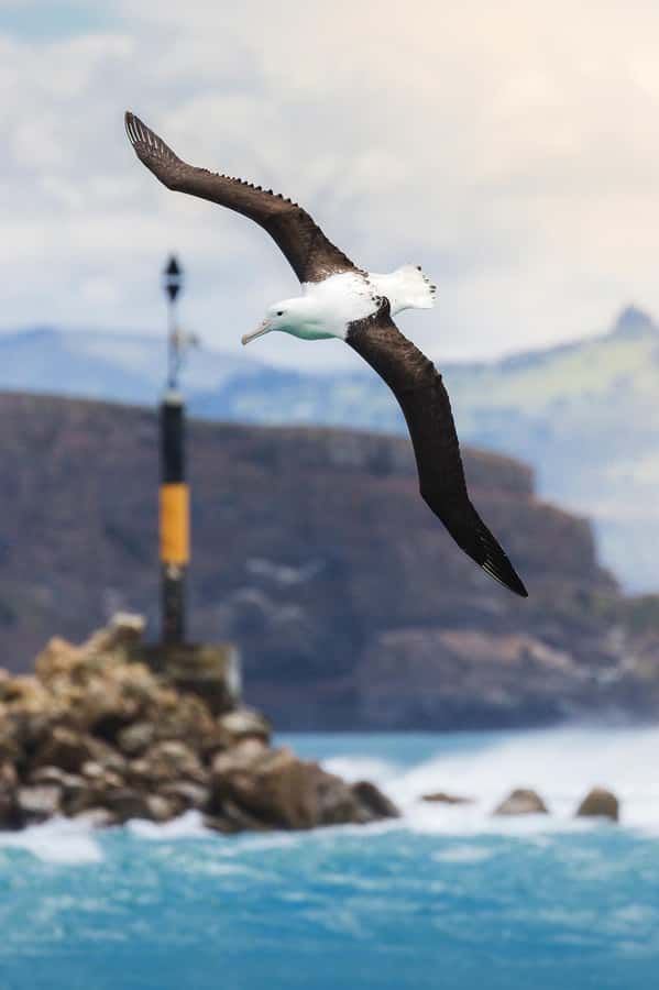 Dunedin: Monarch - One Hour Wildlife Cruise - Fur seals on the rocky breeding grounds