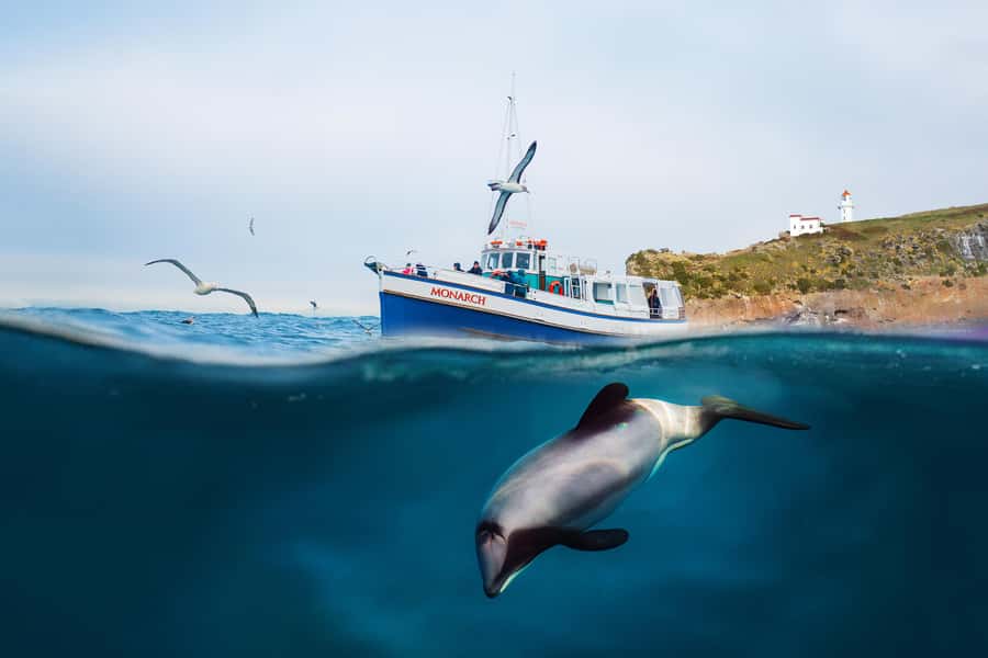 Dunedin: Monarch - One Hour Wildlife Cruise - What the one-hour format really gives you