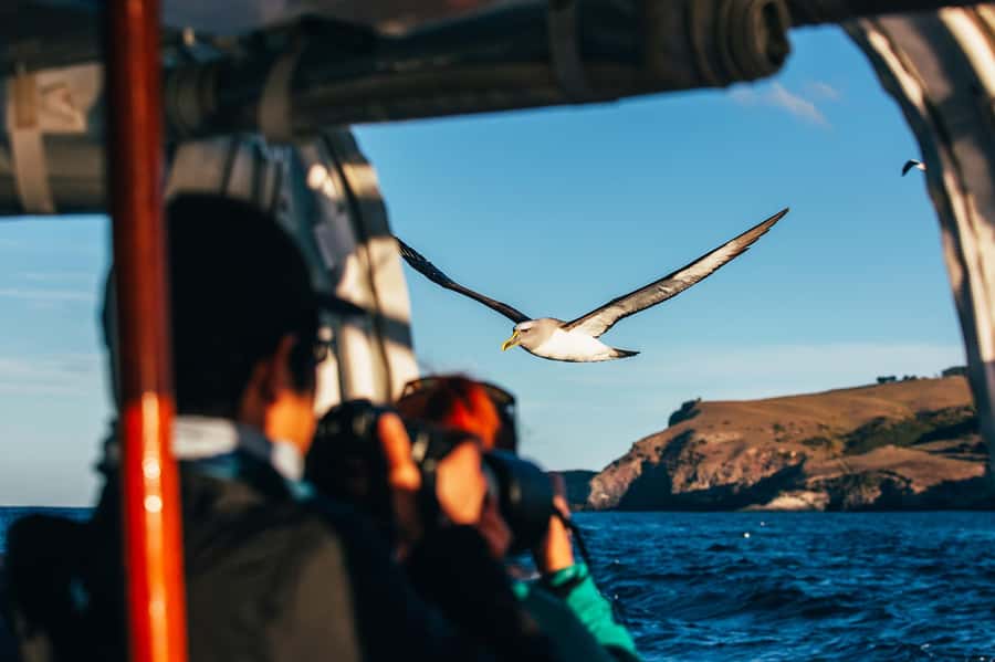 Dunedin: Monarch - One Hour Wildlife Cruise - Boat comfort, weather, and practical preparation