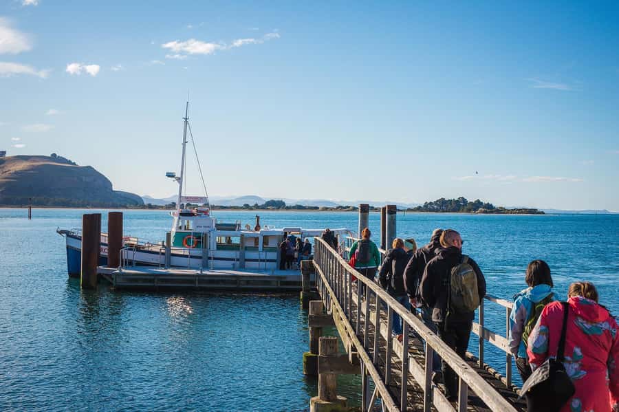 Dunedin: Monarch - One Hour Wildlife Cruise - Who will get the most from this cruise