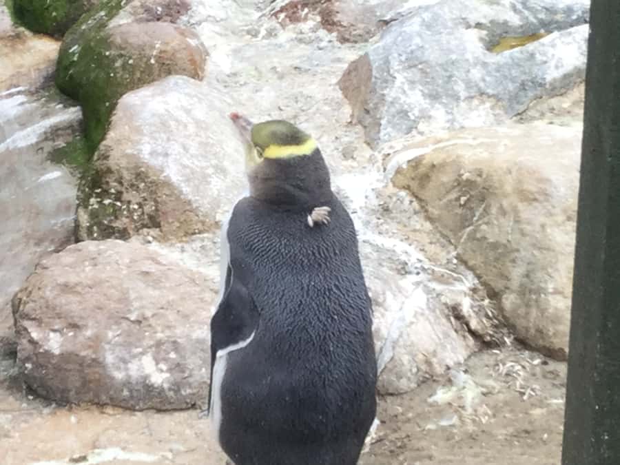 Dunedin: Otago Peninsula with Guided Penguin Reserve Tour - Lunch is practical, not leisurely