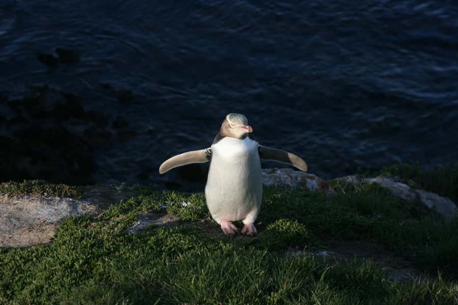 Dunedin: Otago Peninsula with Guided Penguin Reserve Tour - Baldwin Street gives you a quick start