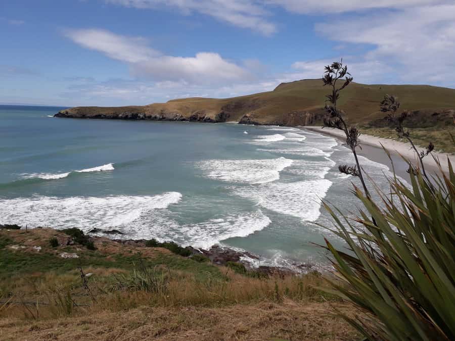 Dunedin: Otago Peninsula with Guided Penguin Reserve Tour - The low road changes the view on the way back