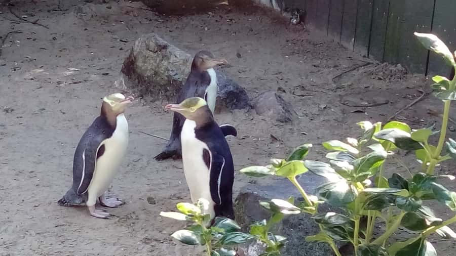 Dunedin: Otago Peninsula with Guided Penguin Reserve Tour - Meeting your guide at Port Chalmers