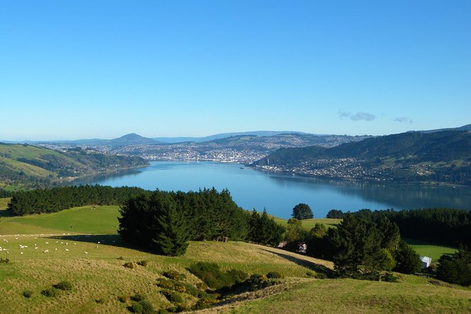 Dunedin Shore Excursion - Sightseeing, Larnach Castle, Chinese Garden & Museum - Who should choose this Dunedin excursion?