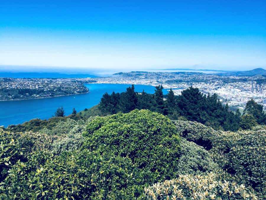 Dunedin: Small Group City Highlights Tour - Why this short Dunedin tour works