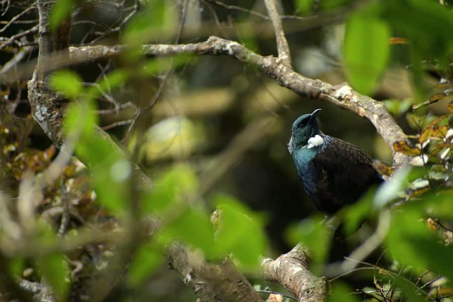 Dunedin: Wildlife and Penguin Tour - Why this Otago Peninsula reserve matters
