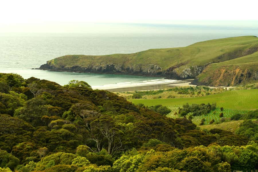Dunedin: Wildlife and Penguin Tour - A short bus ride into a working wildlife reserve