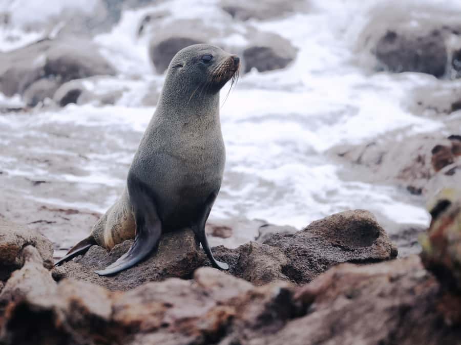 Dunedin: Wildlife and Penguin Tour - The 2-kilometre walk: wildlife, plants, and patient watching