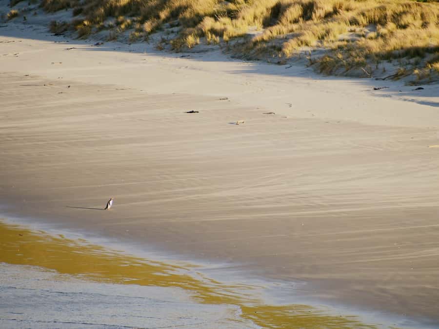 Dunedin: Wildlife and Penguin Tour - A guide-led experience with real conservation value