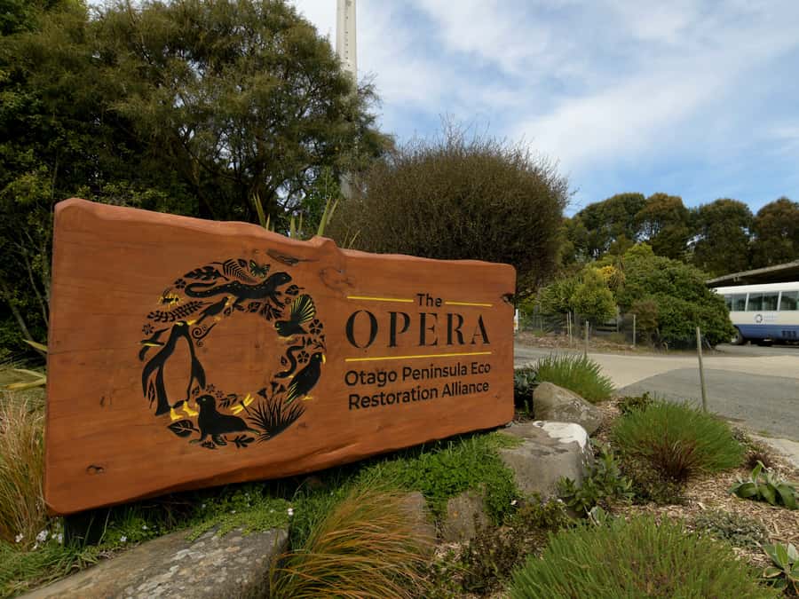 Dunedin: Wildlife and Penguin Tour - The rehabilitation centre: your best chance for close penguin views