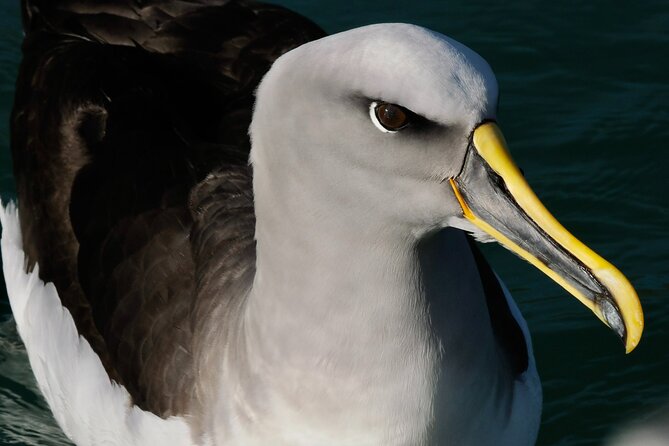 Dunedin Wildlife Cruise-Albatross, seals and harbour - Seals, sea lions, penguins, and smaller surprises