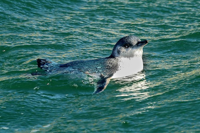 Dunedin Wildlife Cruise-Albatross, seals and harbour - Comfort, clothing, and the step into the boat