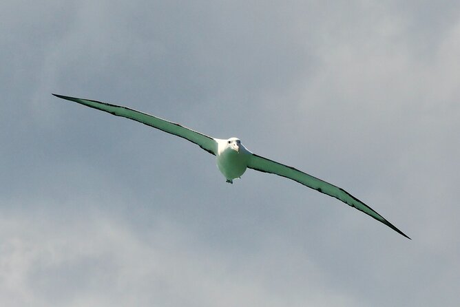 Dunedin Wildlife Cruise-Albatross, seals and harbour - Is $105.50 a fair price?