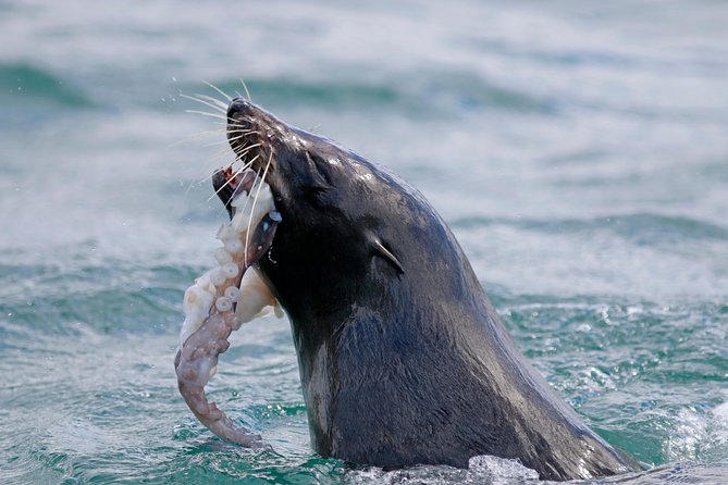Dunedin Wildlife Cruise-Albatross, seals and harbour - Who should book this Otago Harbour cruise?