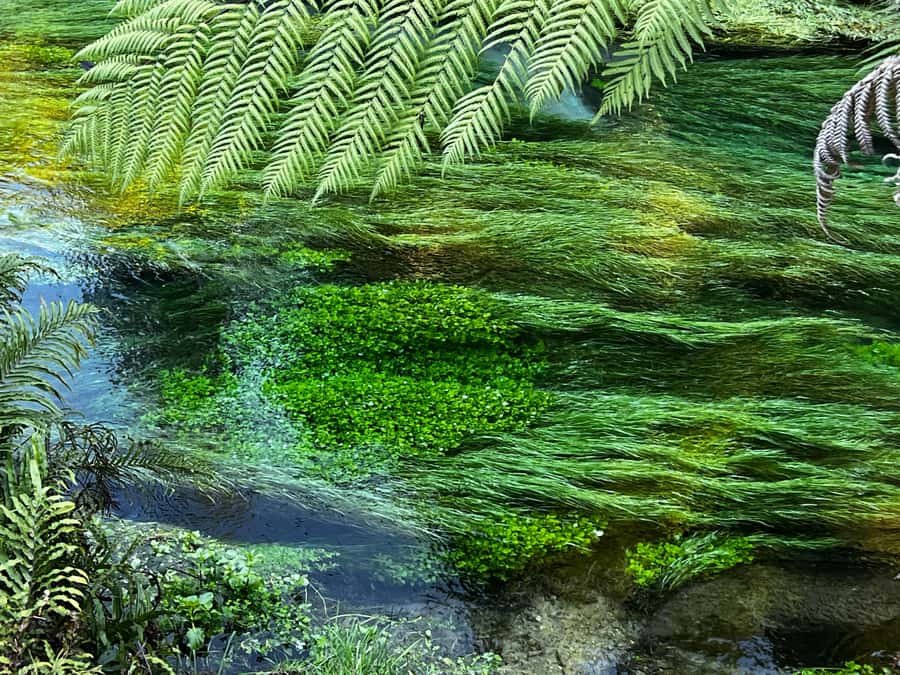 Ex Auckland: TE PUIA Geothermal, Redwood & Blue Springs - Why Pōhutu makes the long road worthwhile