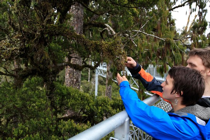 Explore Hokitika Gorge and Tree Top Walkway - Looking down into Hokitika Gorge