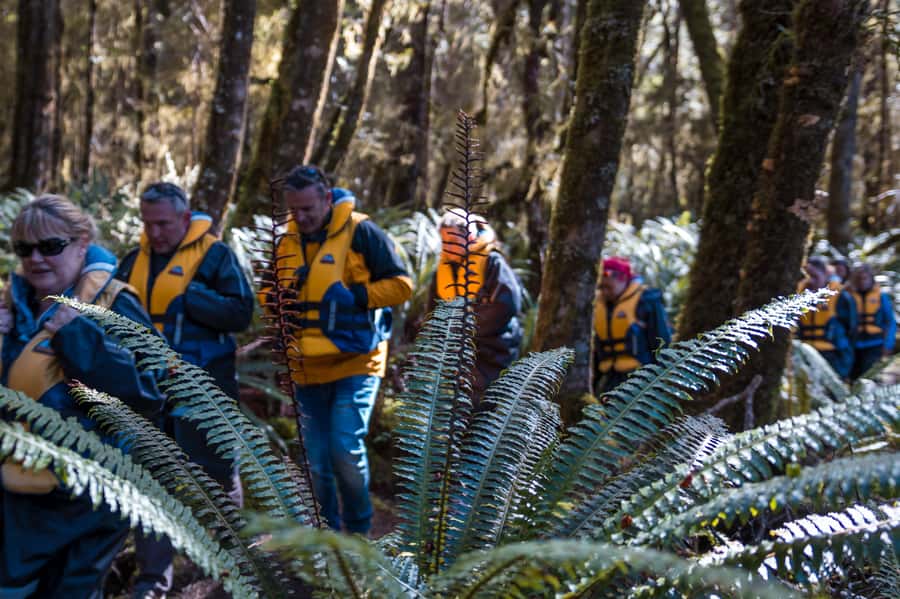 Fiordland: Jet Boat & Nature Walk Experience from Te Anau - A 15-minute walk through ancient beech forest