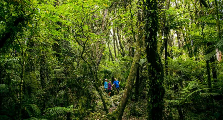 Fox Glacier: Half Day Walking & Nature Tour with Local Guide - Key points to know before you book