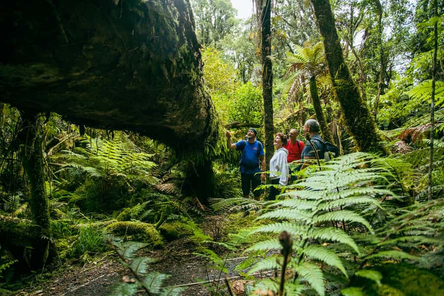 Fox Glacier: Half Day Walking & Nature Tour with Local Guide - Moraine, riverbed, and changing ground