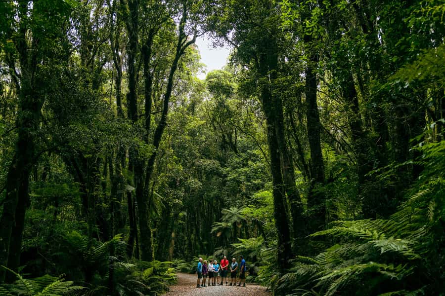 Fox Glacier: Half Day Walking & Nature Tour with Local Guide - Seeing Fox Glacier and Mt Tasman