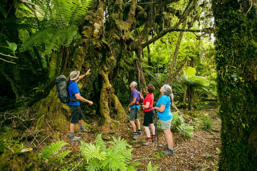 Fox Glacier: Half Day Walking & Nature Tour with Local Guide - Rain gear, boots, and what to wear