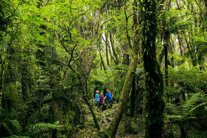 Fox Glacier Nature Tour - Key things to know before you go