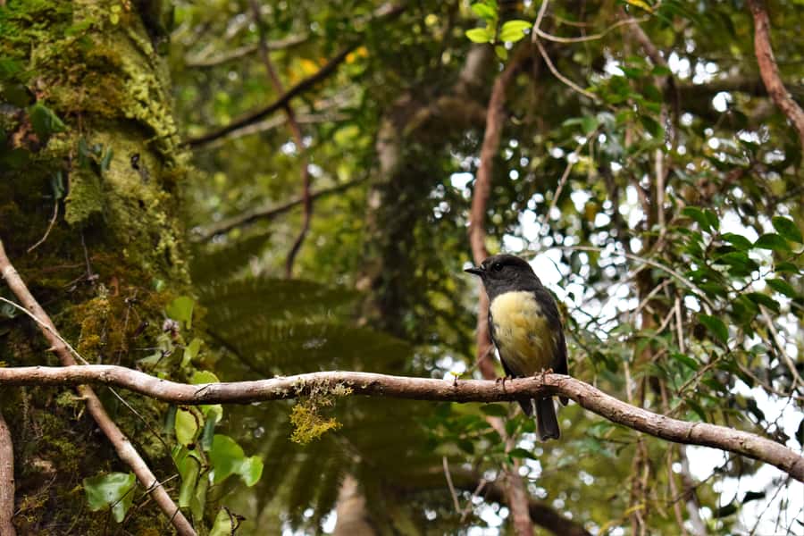 Franz Josef Glacier: 2.5-Hour Lake Mapourika Cruise and Walk - Who should book this experience?