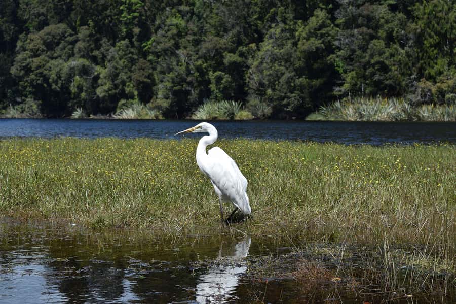 Franz Josef: Kayak & Walking Tour to Okarito Kiwi Sanctuary - A hot drink in the heart of the forest