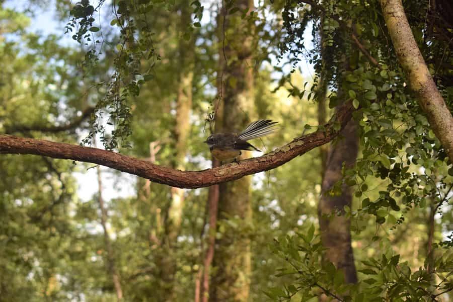 Franz Josef: Kayak & Walking Tour to Okarito Kiwi Sanctuary - Is $98 a fair price?